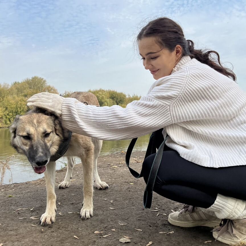 Нежная собака из приюта нуждается в Человеке