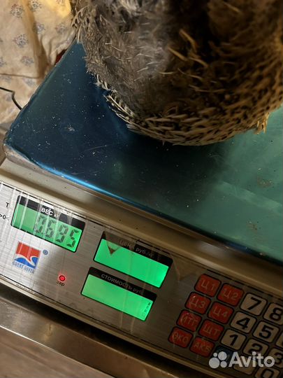 Инкубационное яйцо Подмосковный Белый гигант