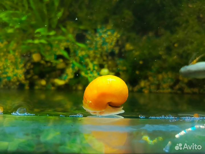 Улитки аквариумные ампулярии