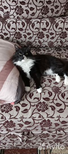 Кот в добрые руки