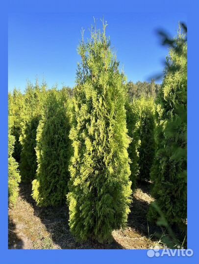 Туя Колумна для живой изгороди
