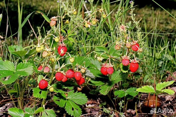 Земляника лесная