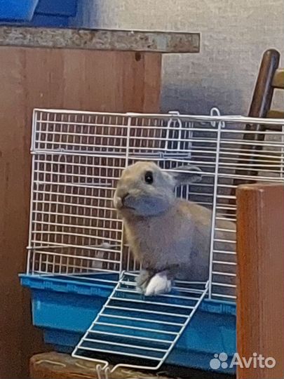 Декоративные кролики