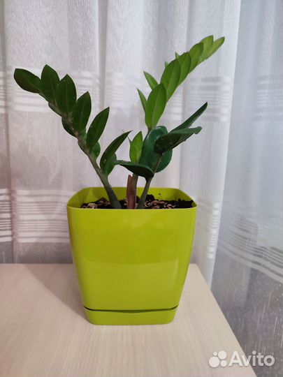 Замиокулькас