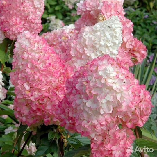 Гортензия метельчатая