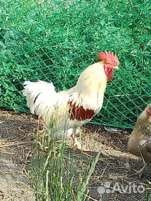 Петух дрессированный