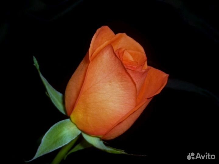 Саженцы роз в горшках