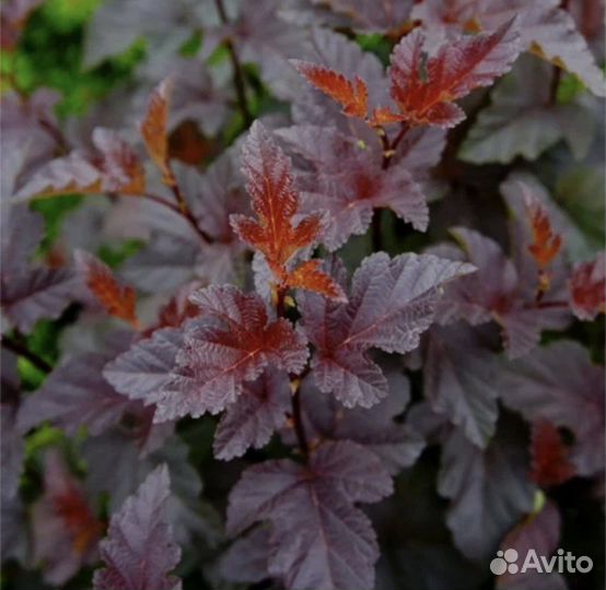 Пузыреплодник