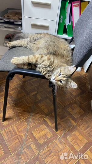 Кошечка в добрые руки