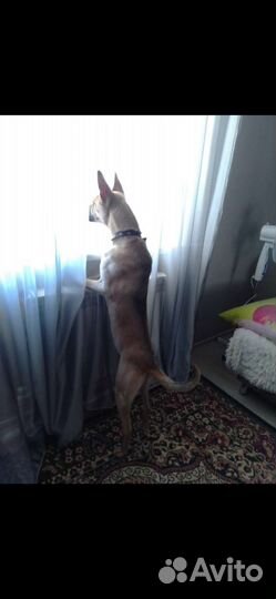 Вязка малинуа