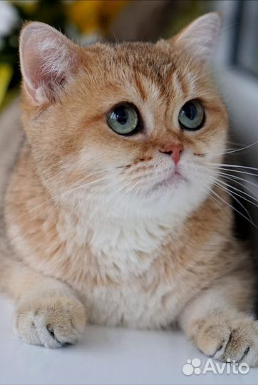 Золотая британская кошечка