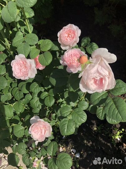 Розы корнесобственные