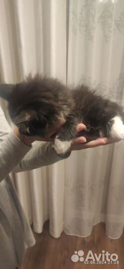 Отдам в добрые руки котёнка
