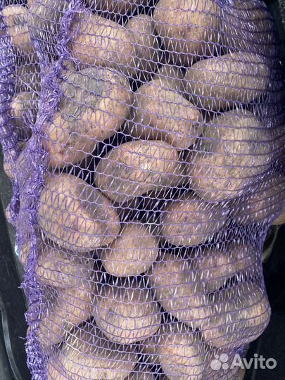 Картофель крупный, есть семена, сорт славянка