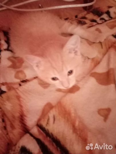 Котята в дар