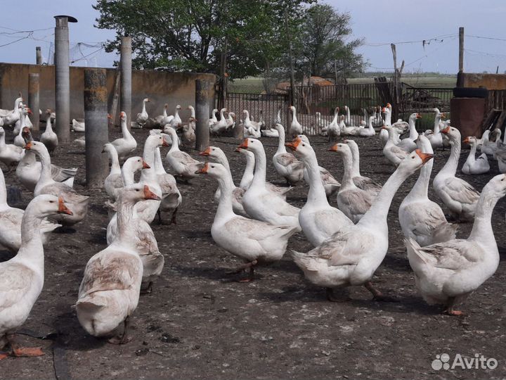 Гусята оптом