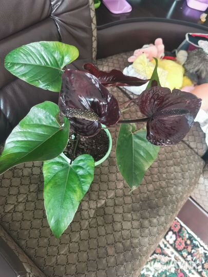 Антуриум черный дракон