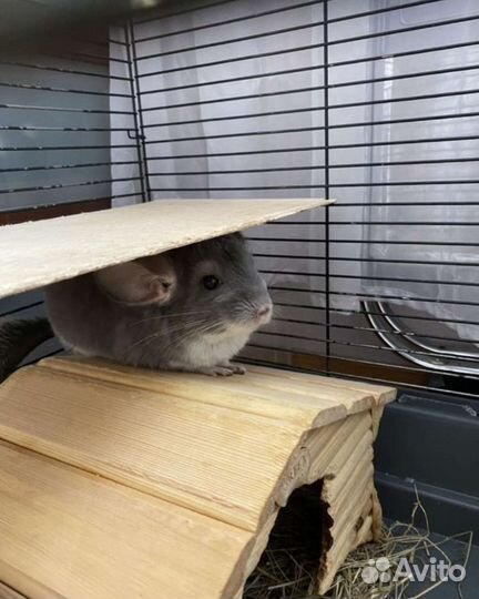 Шиншилла фиолет