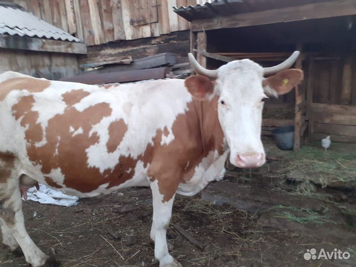 Корова стельная дойная