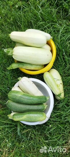 Кабачки домашние
