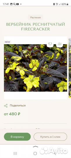 Бруннера.Фолярис тростниковый, седум