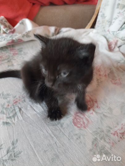 Подарю котят