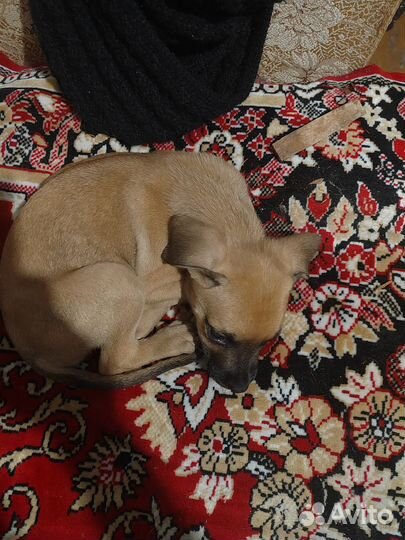 Отдаётся в добрые руки