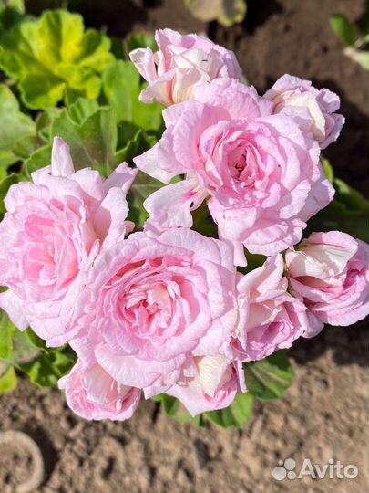 Пеларгония сортовая