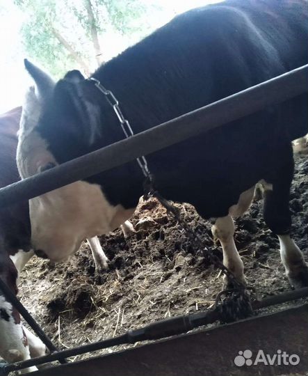 Быки сементалы на откорме