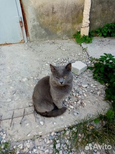 Кот