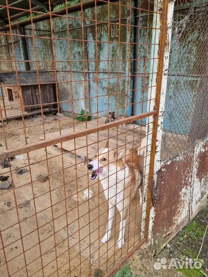 Щенки в дар