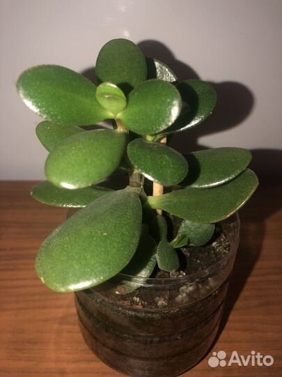 Крассула толстянка деревце в грунте