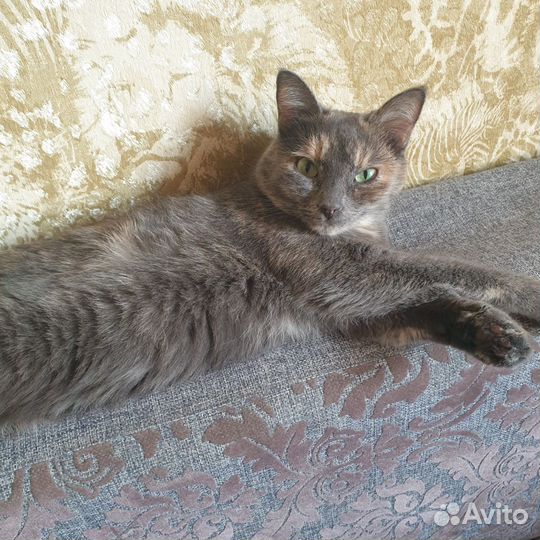 Кошка в дар бесплатно