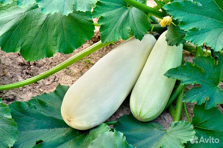 Продам кабачки