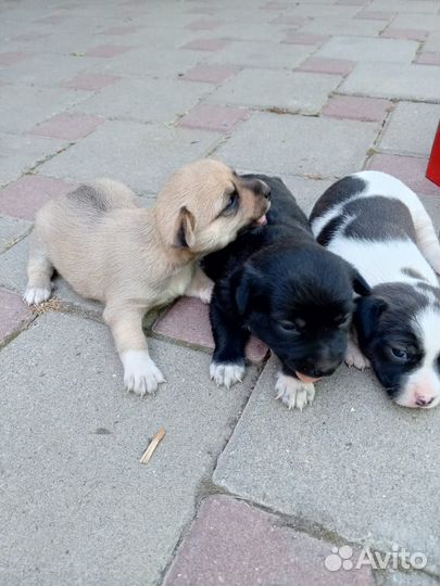 Щенок в добрые руки бесплатно маленькая порода