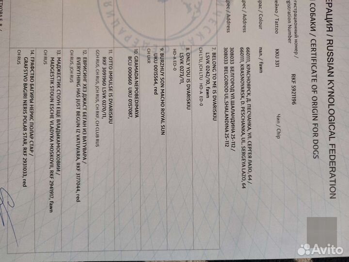 Бульмастиф Вязка