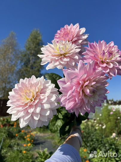 Георгины черенки