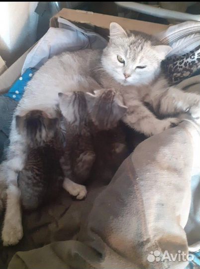 Котята в добрые руки