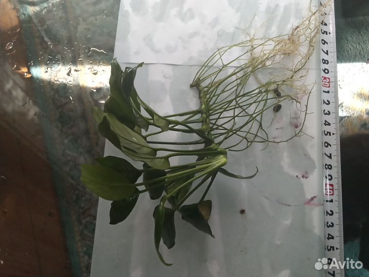 Растения аквариумные