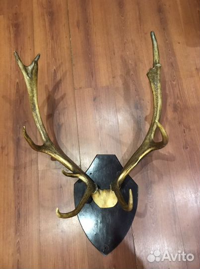 Рога оленя
