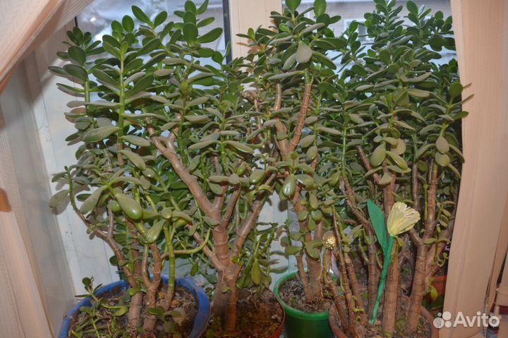 Денежное дерево(красула)