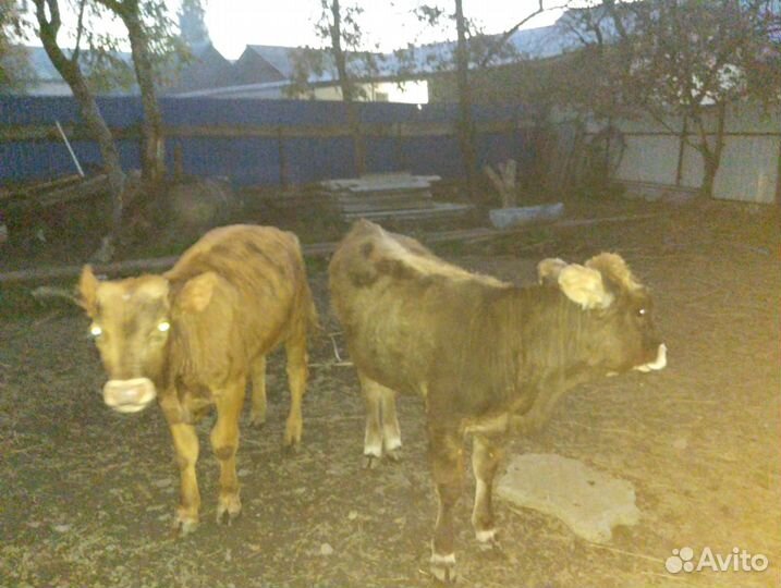 Бычок и телки