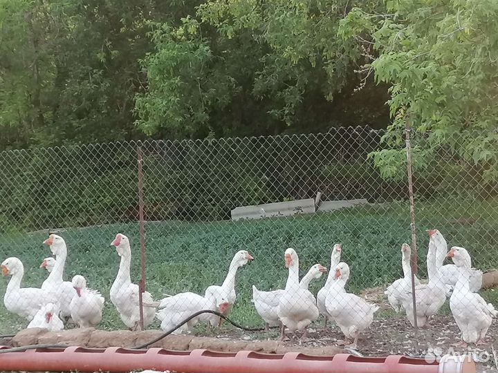 Холмогорские Чистокровные гуси