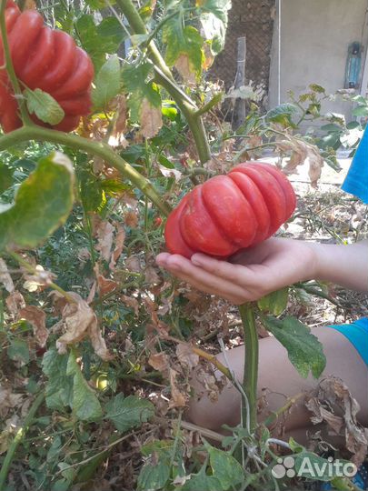 Семена томата из СССР русская гармошка