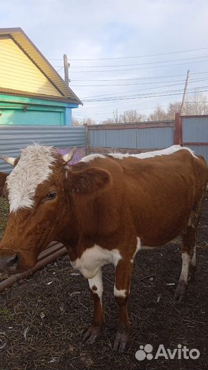 Корова дойная