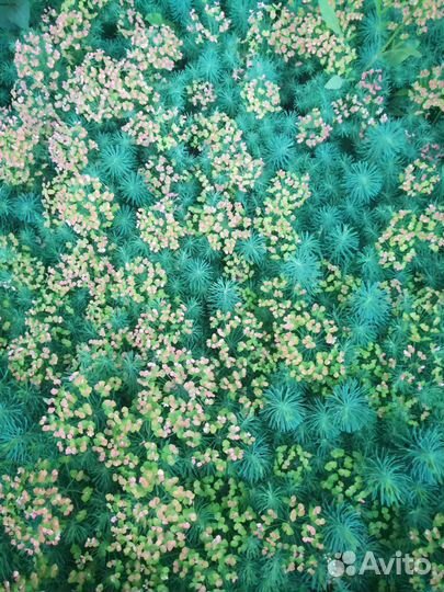 Почвопокровные растения