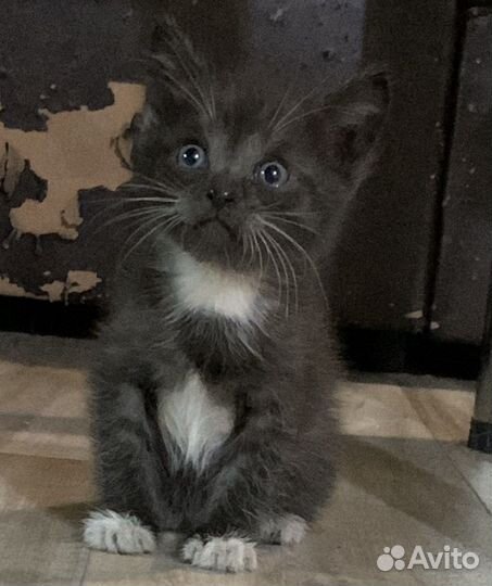 Котята в добрые руки 1 месяц