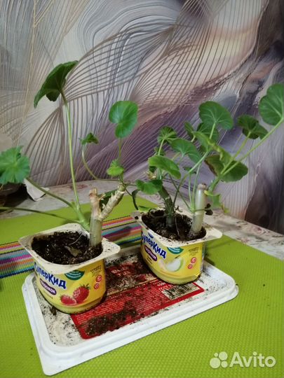 Пеларгония герань