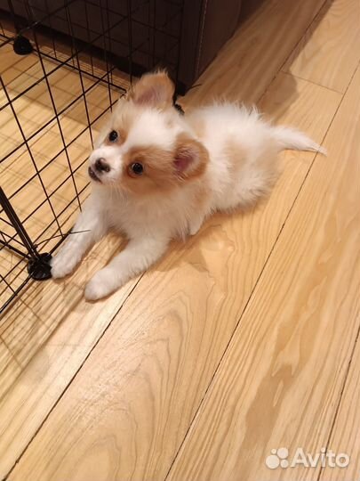 Немецкий шпиц