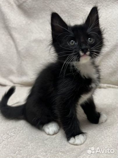 Котенок в добрые руки